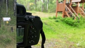 Рождение легенды о минутном тигре!