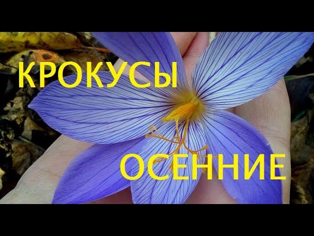 Ангарский перевал. Крокусы