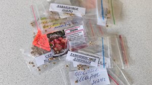 Какие крупноплодные томаты🍅 выбрала. Первые всходы сладкого перца🌶 рассадные дела 😊