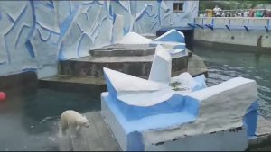 БЕЛЫЕ МЕДВЕДИ. МАМА ГЕРДА и ЕЁ  МЕДВЕЖАТА