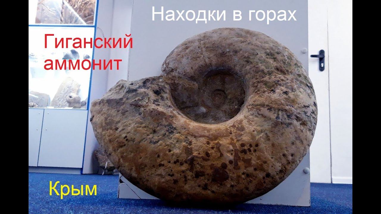 Спешите увидеть! Гигантский аммонит в Ливадии