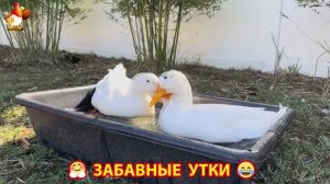 Забавные утки мускусные и пекинские на свободном выгуле со своими друзьями ч.(364) ❣️🤗😂