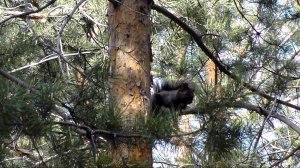 " Городские белки "