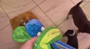 Буся хоть и пенсионер, но самый игривый.