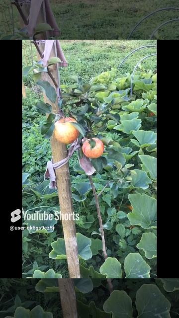 Ленобласть. Хвойное. 29.08.2024. Дача. Созревшие яблоки на деревцах первого года посадки саженцев