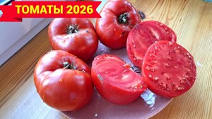 СОРТА ТОМАТОВ на 2026 год. НОВЫЕ и СТАРЫЕ. Начинаем новый сезон.