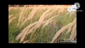 побег от страуса add round 13-15