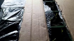 ГОТОВЛЮ ВКУСНУЮ ПОДЛИВУ. ВЫСАЖИВАЮ БЕГОНИИ