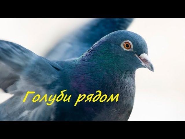 Голуби в городе