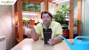 Как сохранить саженцы роз до посадки на постоянное место?