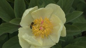 пион Млокосевича