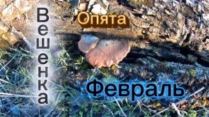 Грибы в феврале есть