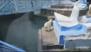 ДЕТИ И ЕСТЬ ДЕТИ ! БЕЛЫЕ МЕДВЕЖАТА