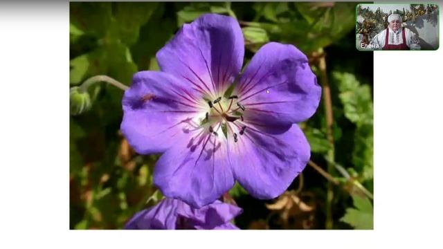 Все про герань.