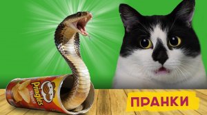 ПРАНКИ над КОТАМИ ! НОВЫЕ ПРИКОЛЫ с КОТАМИ А ну-ка Давай-ка