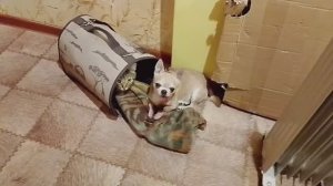 Бусы из чеснока /Обзор покупок/Витамины для масок/Ренгалин от кашля/Провинция// Жизнь в России 🇷🇺