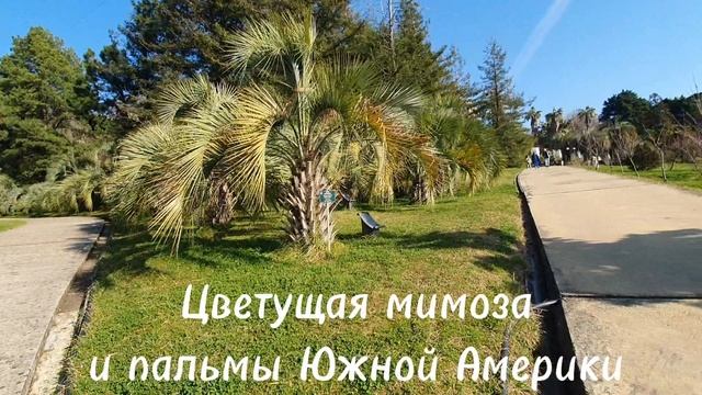 Сочи. Цветущая мимоза и пальмы Южной Америки. Зимний Дендрарий