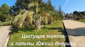 Сочи. Цветущая мимоза и пальмы Южной Америки. Зимний Дендрарий