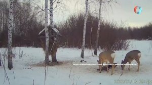 Трапеза косуль