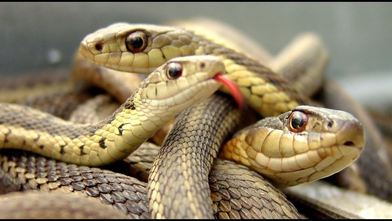 Змеи в Крымских горах