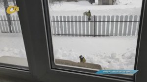 СЕМЕЙНАЯ ПАРА ИЗ КОНЫШЕВСКОГО РАЙОНА ПОДЕЛИЛАСЬ ВИДЕОЗАПИСЬЮ КОРМЛЕНИЯ СИНИЦ