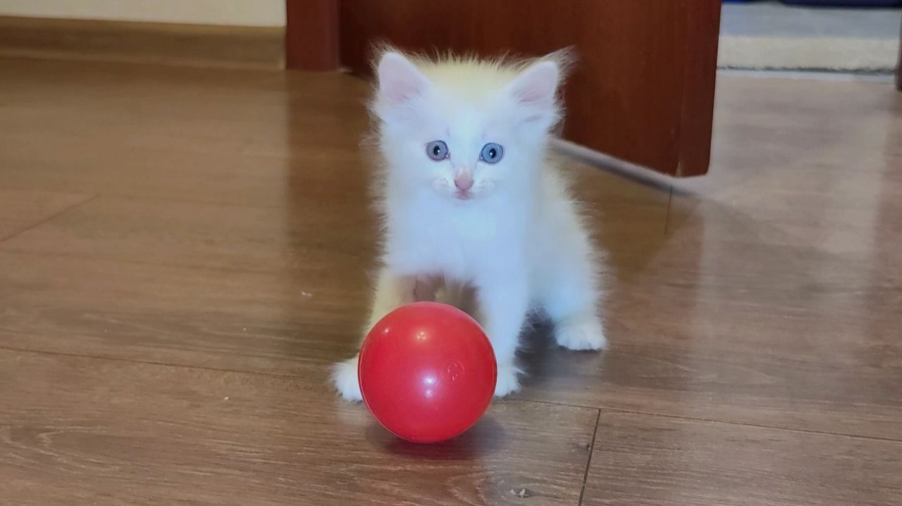 Мама-кошка и её забавный котёнок. Котёнок Микки и его братья. смотреть онлайн