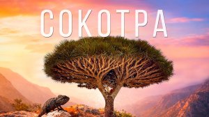 Я провела 7 дней на самом ИНОПЛАНЕТНОМ острове. СОКОТРА: Рай или Ад? (Йемен)