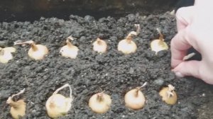 Все разбирают лук севок Штутгартер Ризен! Отличный сорт и лежкость высокая! Все о нем! 🧅🧅🧅