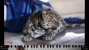 KorgStyle-Не Уходи_Korg_Pa_900