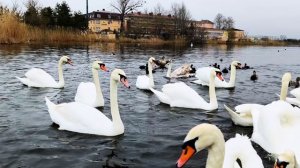 ЛЕБЕДИ на АНАПКЕ // 26 февраля 2026 года (4K)