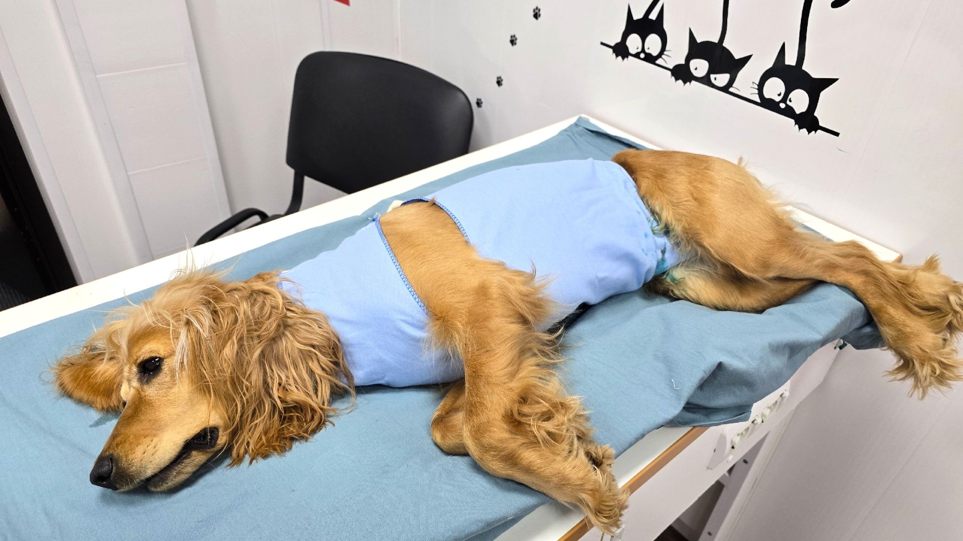 гуманный стандарт смотреть онлайн