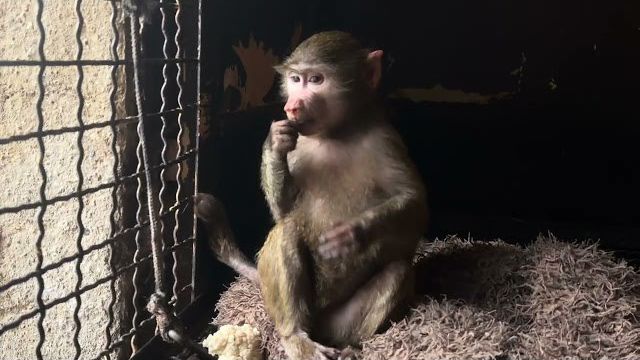 Мы соединили Финика с Анфисой вдвоем в вольере, им так хорошо, что даже ко мне не подходят❤️ смотреть онлайн