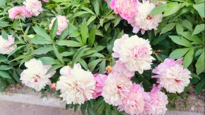 ВЕЛИКОЛЕПНЫЕ ПИОНЫ у многоэтажек Омска * ИЮНЬ-2024