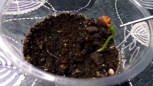 Как вырастить кедр из семян