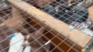 садовод ярмарка  люди потихоньку собираются.