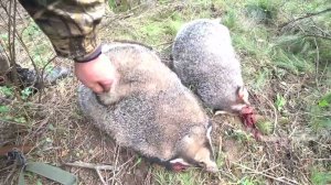 Охота на барсука с таксами 2025г. 2