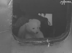 К/ф «Приключения двух медвежат» (1959 г.).