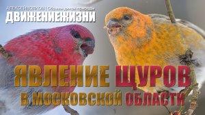 Редкое явление ЩУРОВ в Московской области (Ольгинский лесопарк). Фото и Видео, особенности съёмки.