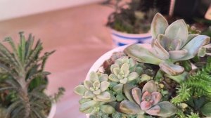 Продажа суккулентов. Мини садики, наборы. Часть 2