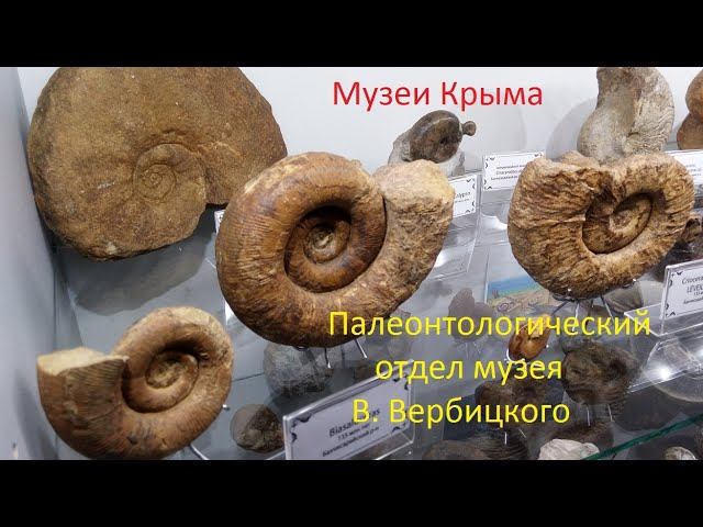 Крым. Палеомузей В.Вербицкого. Отдел окаменелостей