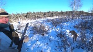 Охота на зайца беляка и русака в лесу с гончими. Снег и мороз -21. Сезон 2025-2026 №239