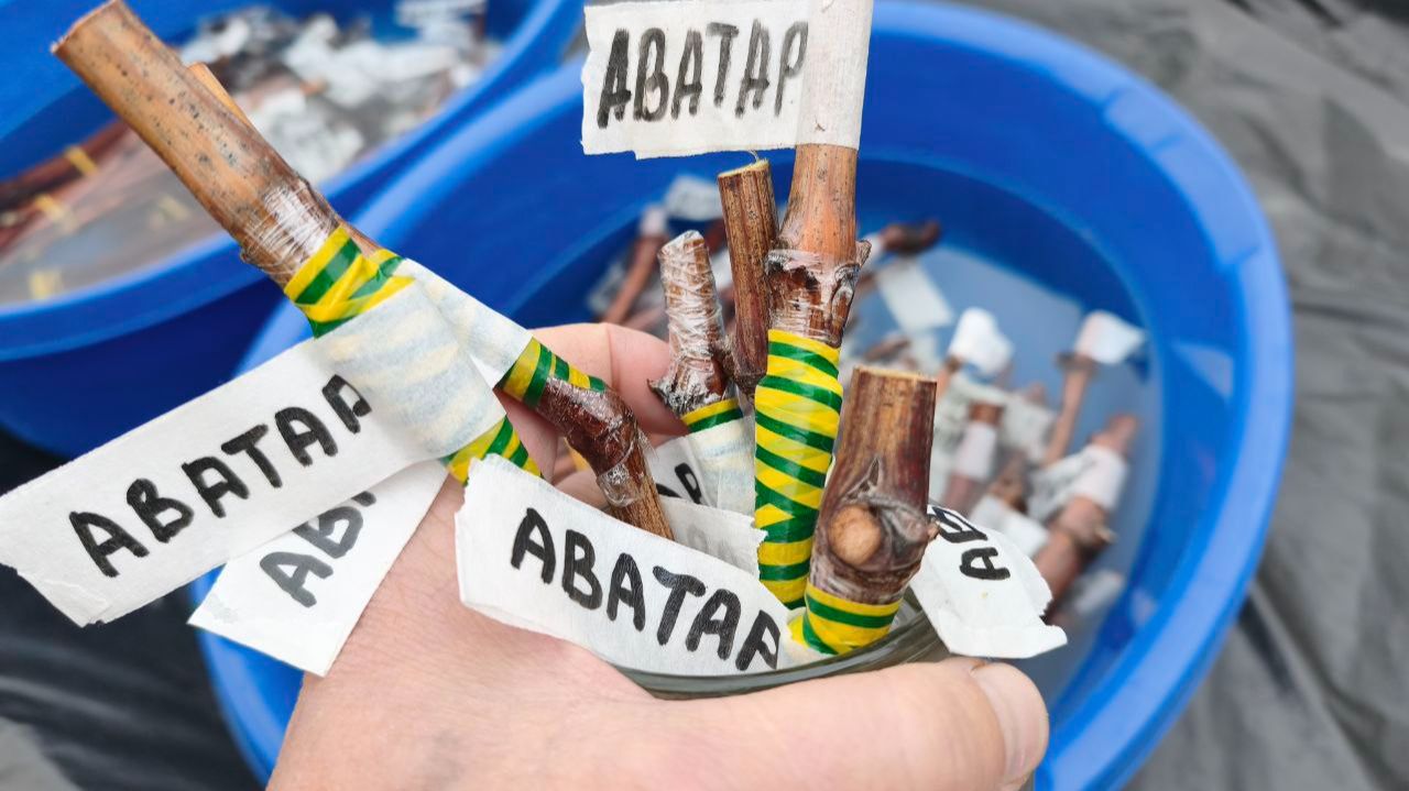 Зимняя прививка винограда. смотреть онлайн