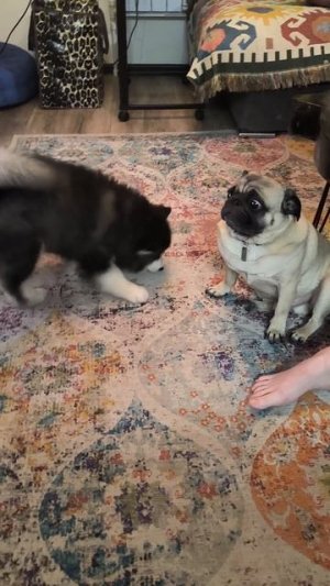 Терпила месяца