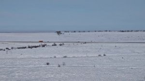 Школьное, НИП-10 ( 20.01.2026 )