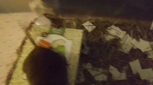 Наши мышки🐁🐁