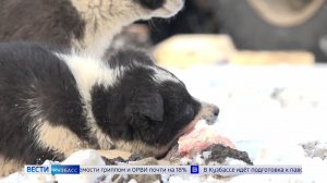 В Берёзовском коммунальщики выплатят компенсацию за покусанного собаками ребёнка