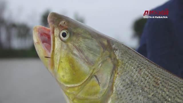 За золотым дорадо в Аргентину.  Мировая рыбалка.