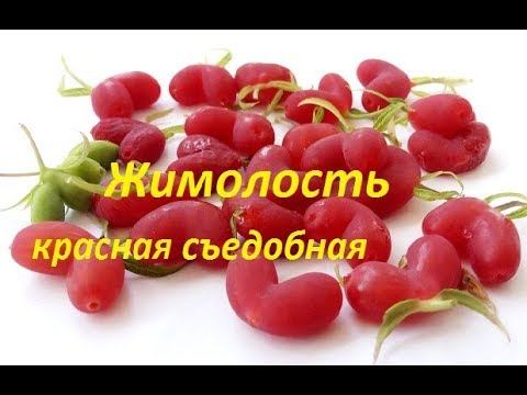 Жимолость красная съедобная