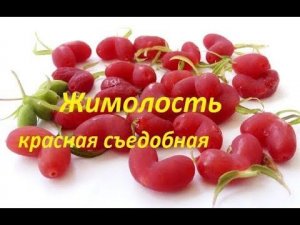Жимолость красная съедобная