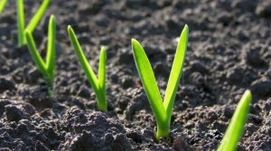 Чем подкормить чеснок раней весной